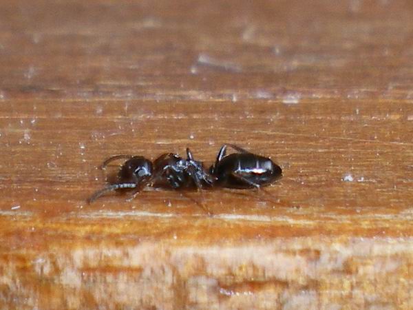 Formiche anche io! Camponotus truncatus e Tetramorium sp.